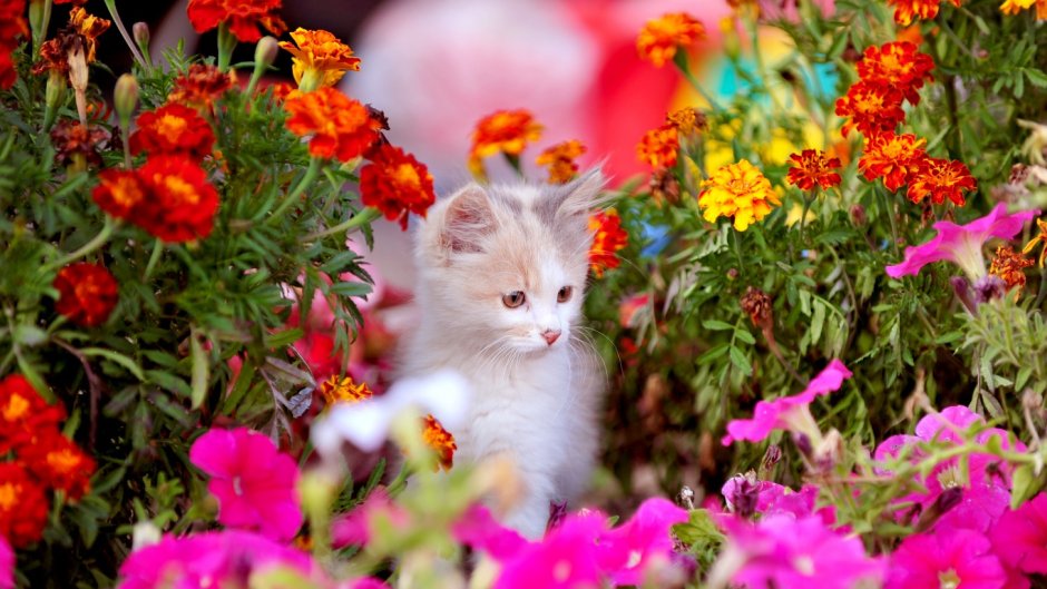 Котик с яркими цветами
