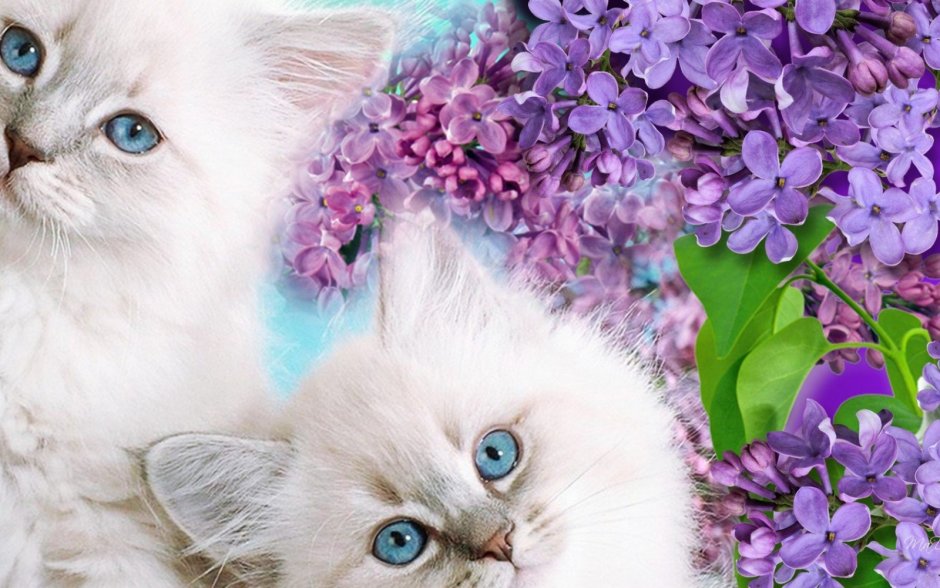 Котики на фоне цветов