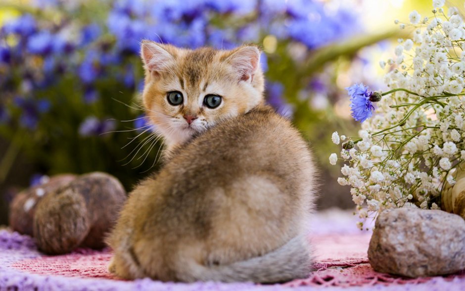 Кошечка красивая с цветами