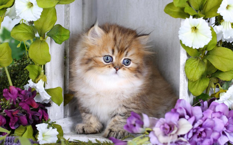 Котёнок персидский в цветах
