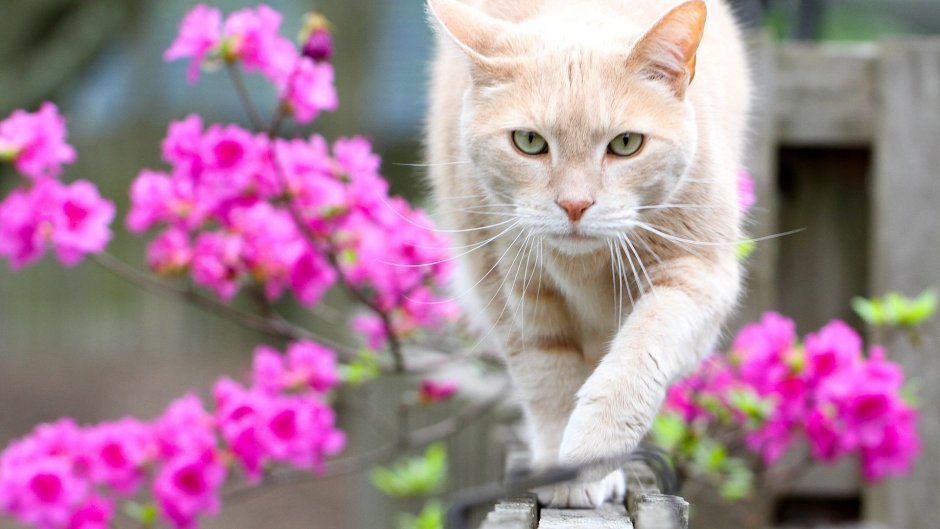 Кошка Весна цветы