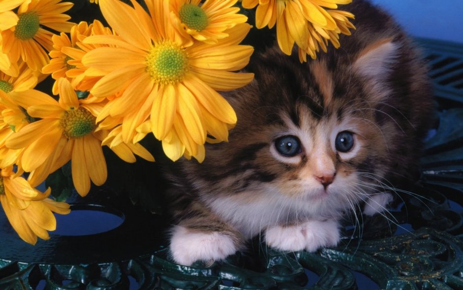 Красивые котята с цветами