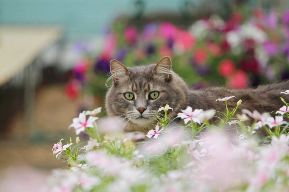 Котенок в весенних цветах