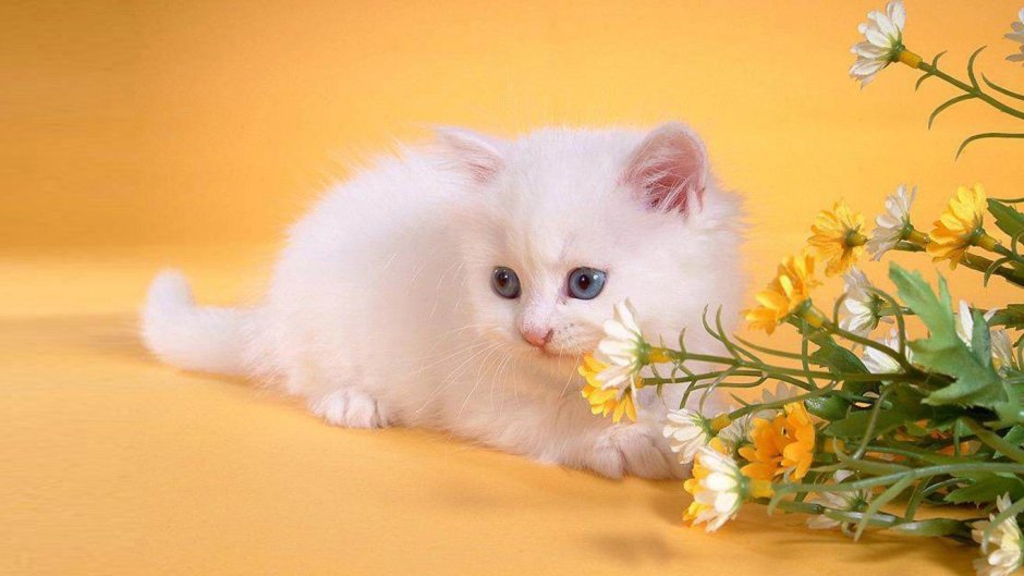Белый котенок в цветах