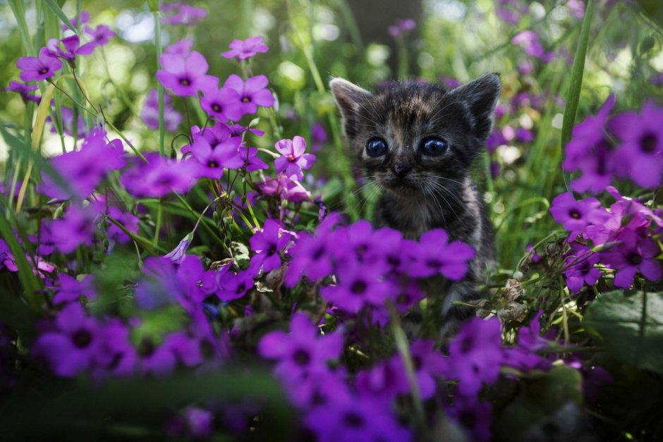 Котёнок с цветком