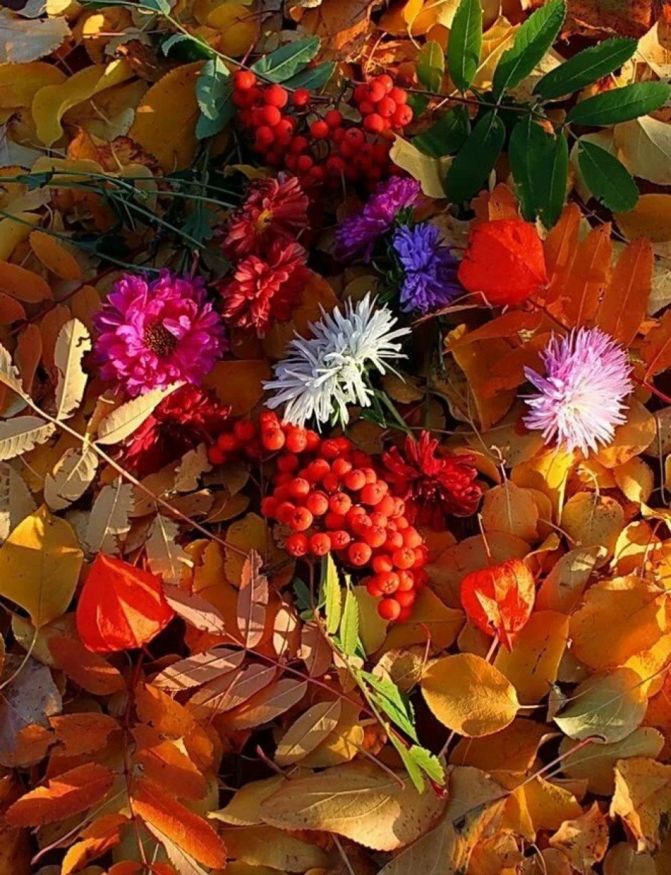 Осенние цветы