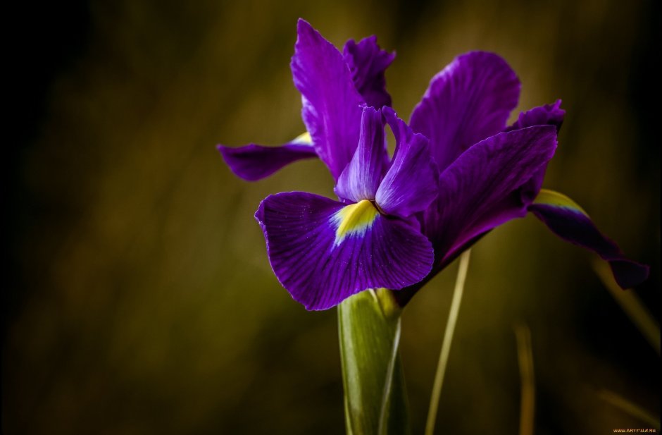 Фиолетовые цветы Ирис букет