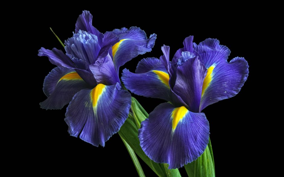 Синенькие ирисы цветы