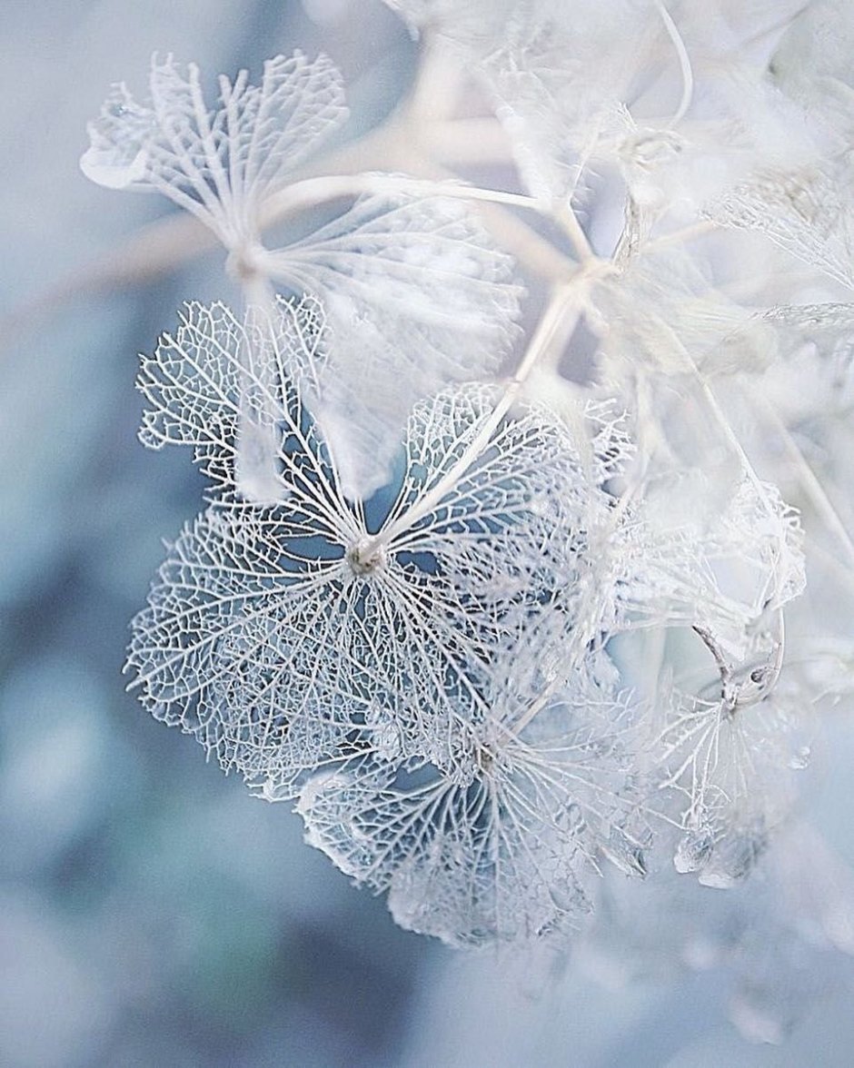 Снежные цветы