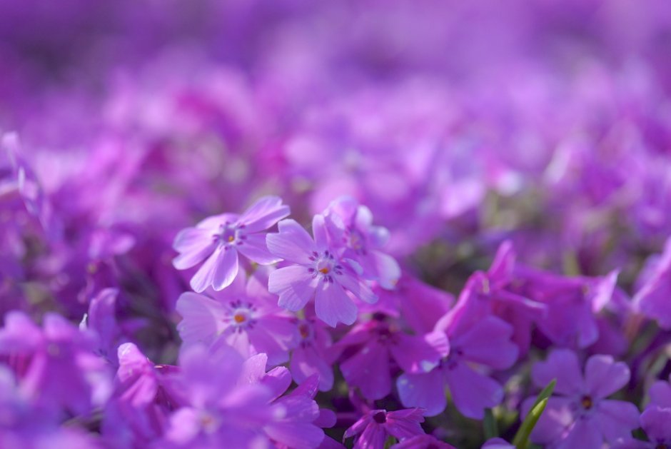 Цветы Флоксы лиловые