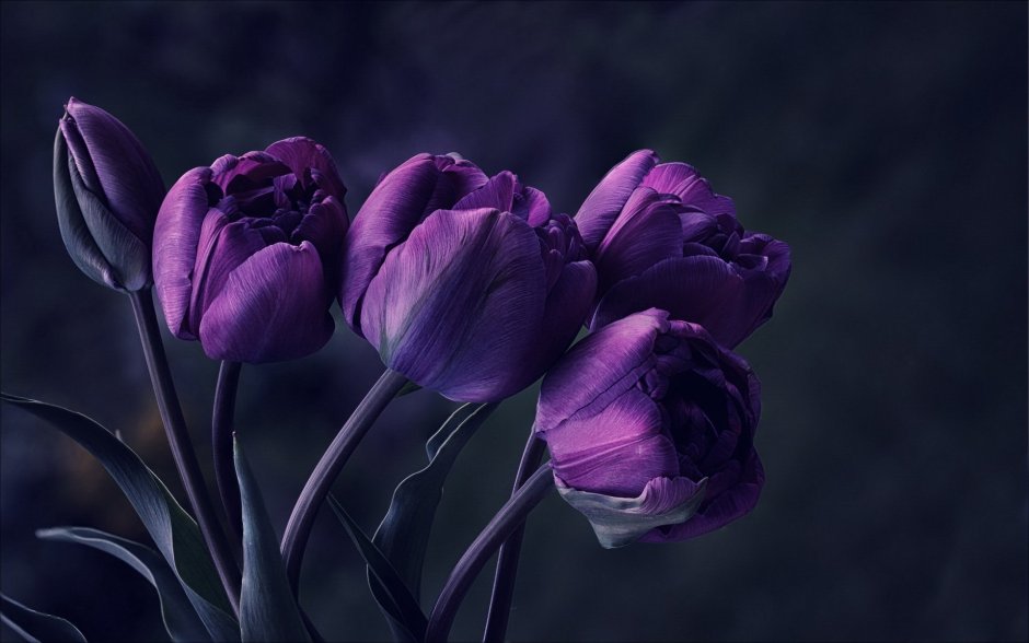 Tulipa Purple Bouquet