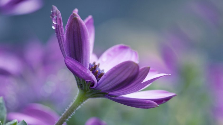 Адонис цветок сиреневый