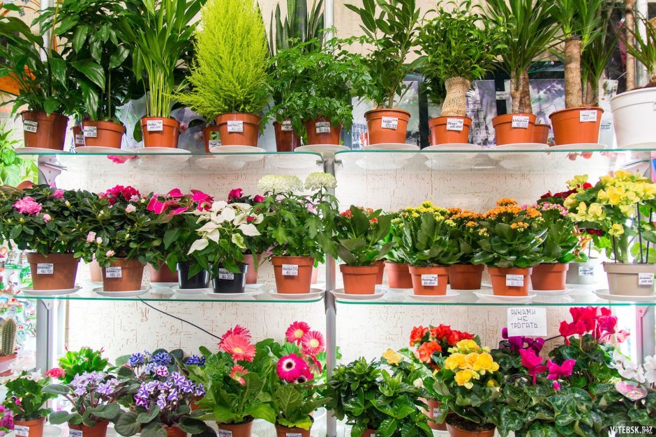 Цветочный магазин комнатных растений