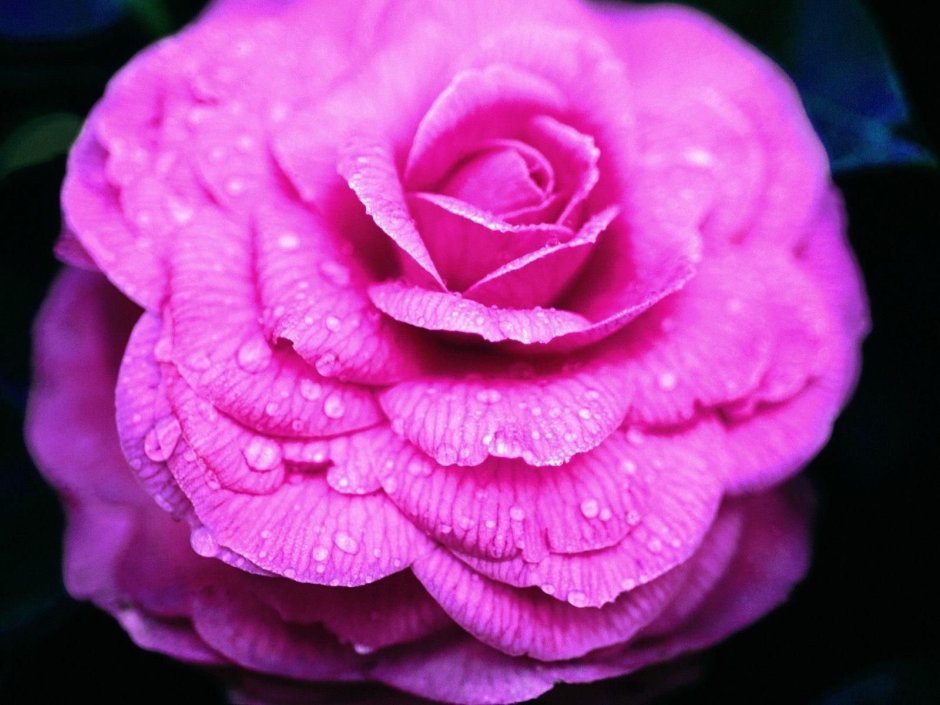 Аватар розовый цветок