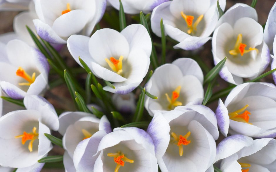 Крокус белый цветок первоцвет