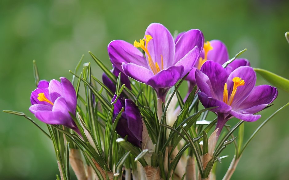 Крокус Шафран цветок