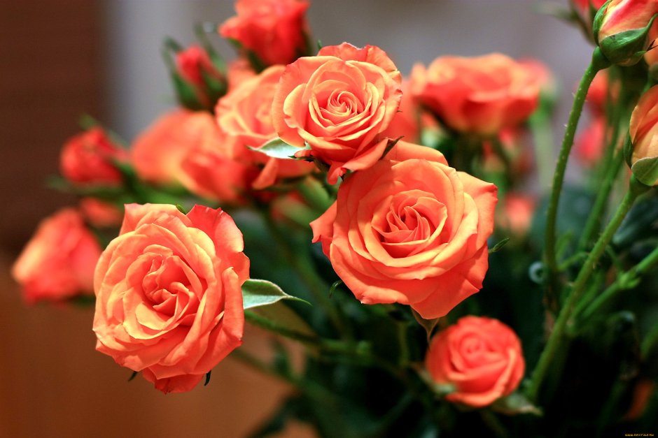 Шикарные розы для настроения