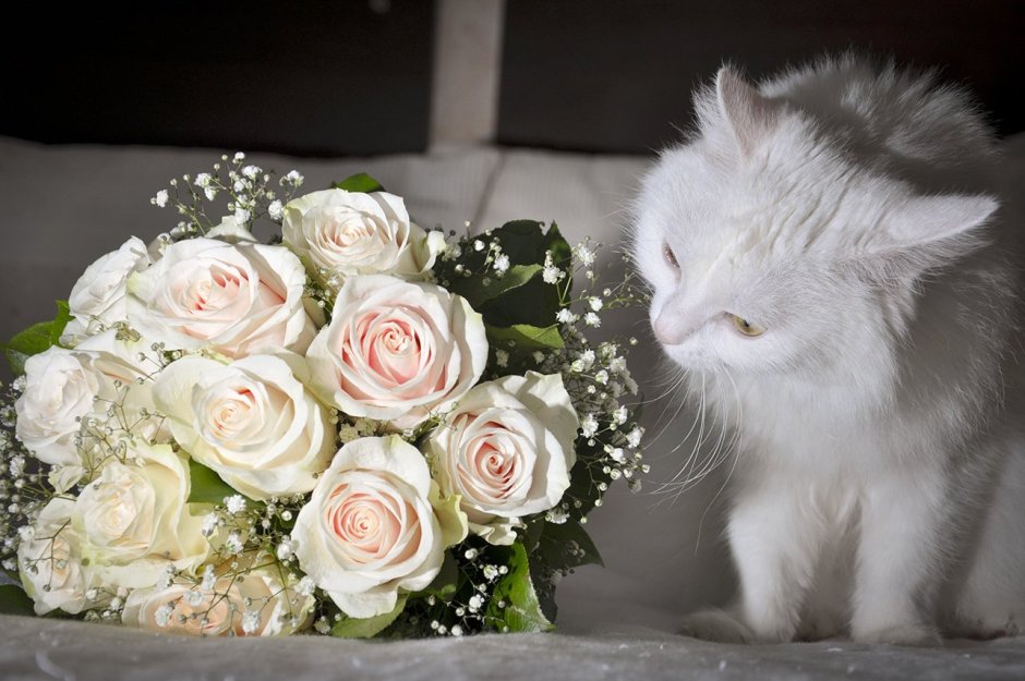 Кот с белыми розами
