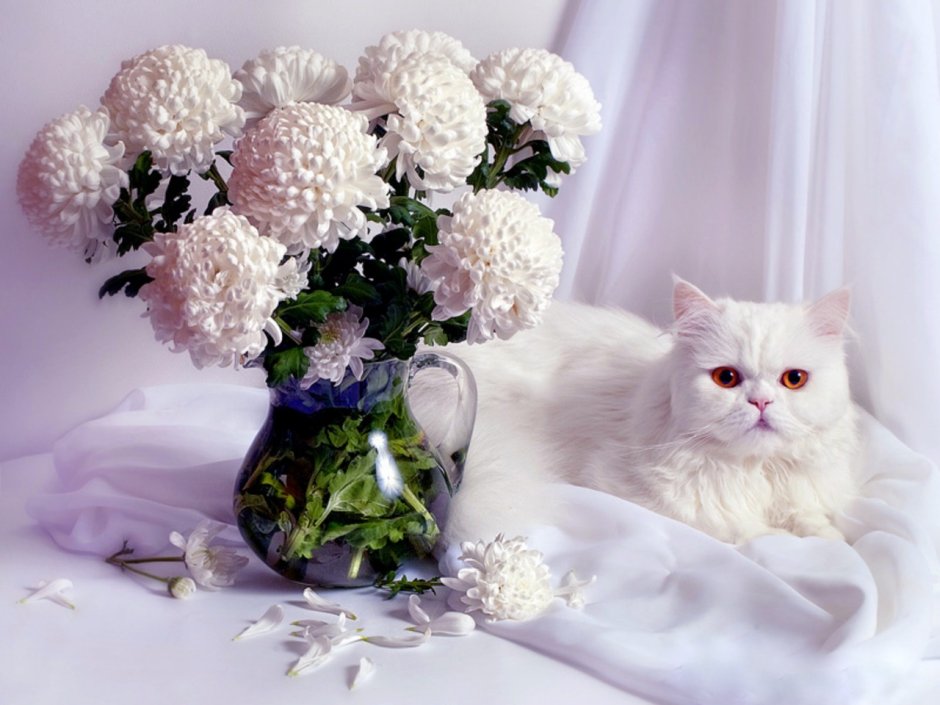 Кот и хризантемы