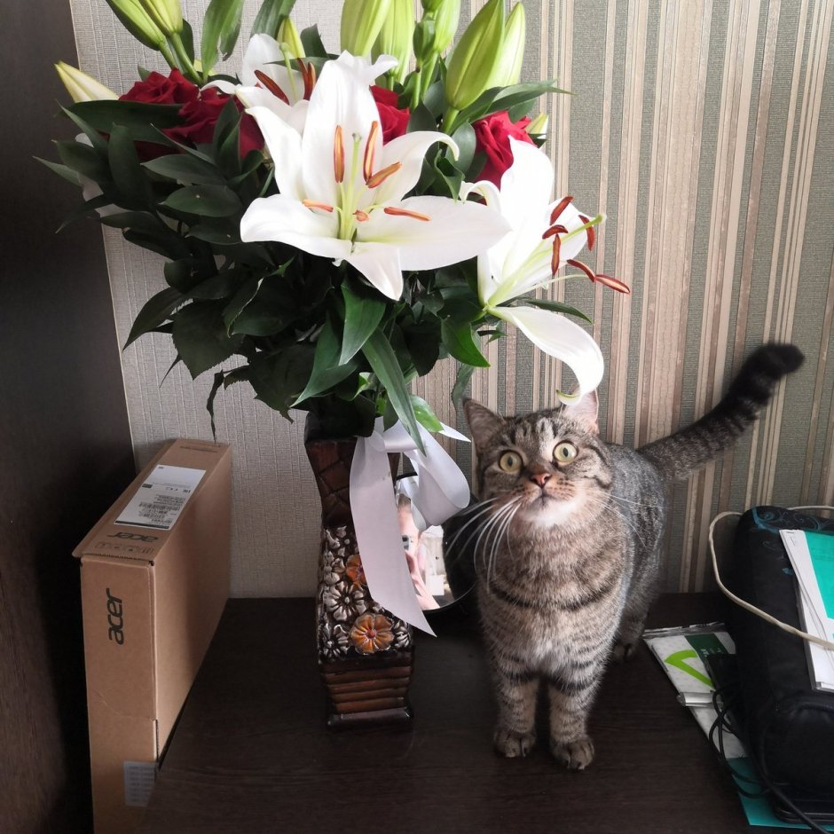 Кошка с букетом цветов