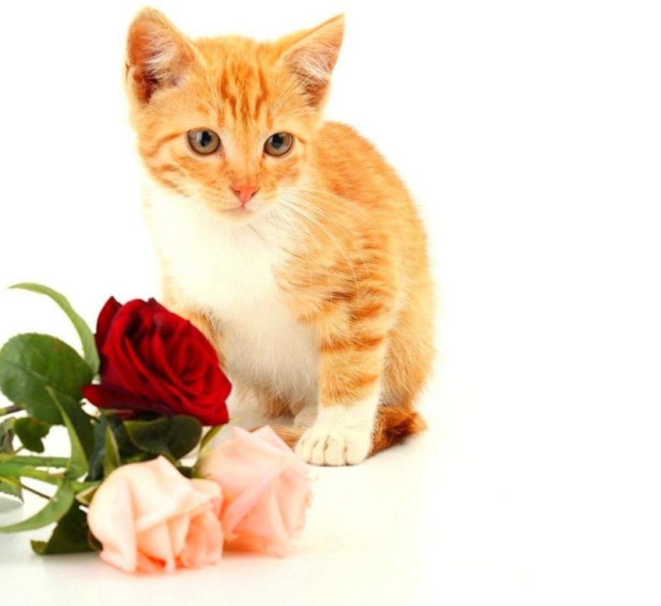 Рыжий котенок и цветы