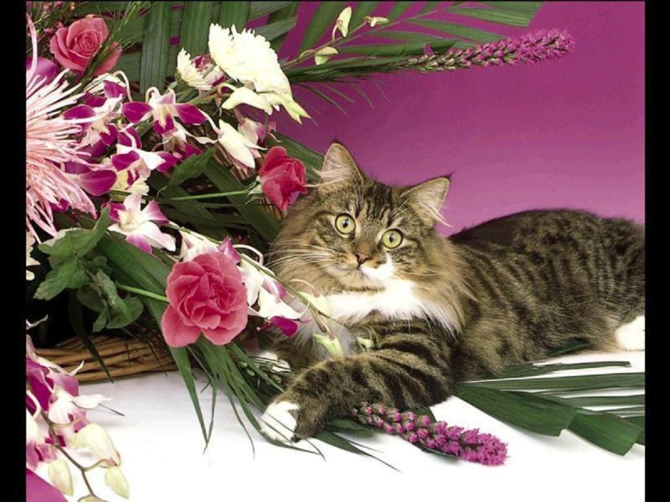 С днем рождения кошка с цветами