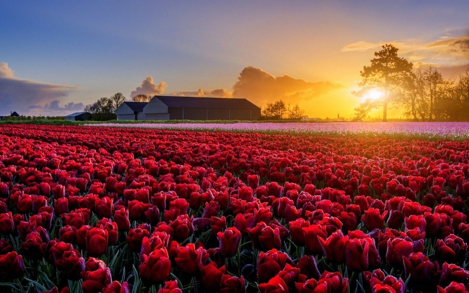 Тюльпановое поле Голландия закат