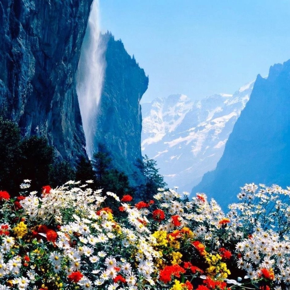 Цветы в горах