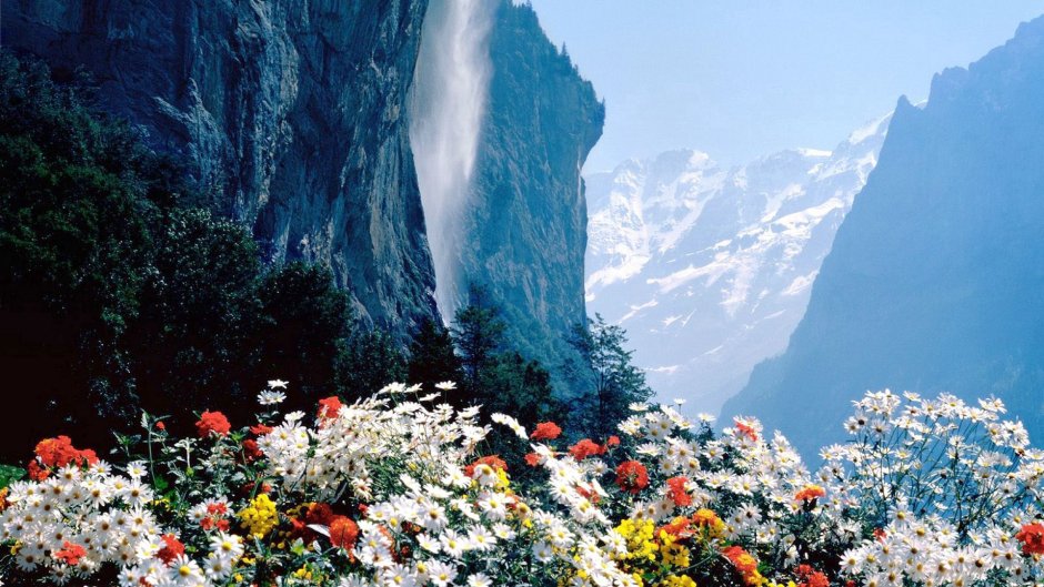 Цветочки в горах