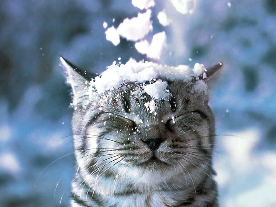 Доброе Снежное утро кот