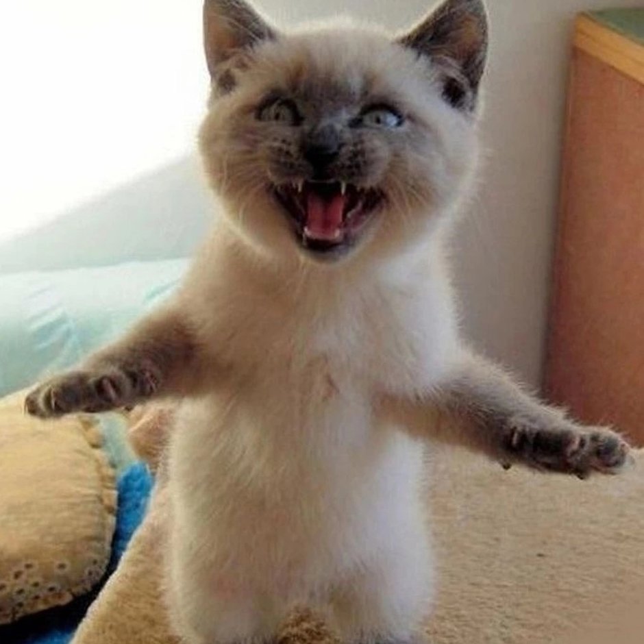 Смешные картинки с котами и надписями для поднятия настроения