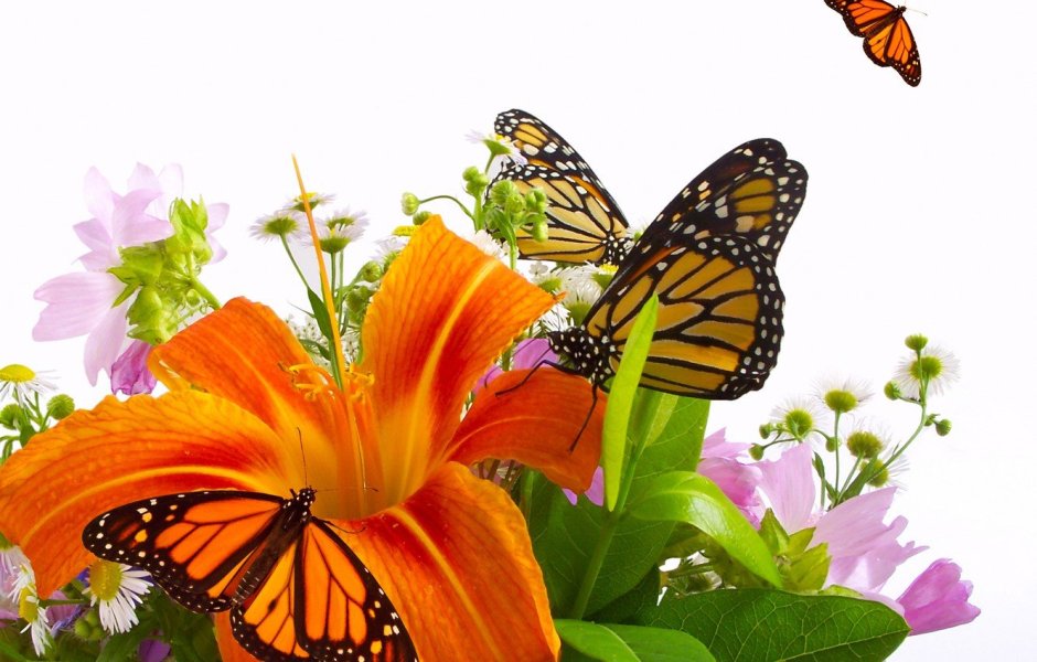Бабочка на цветке на прозрачном фоне