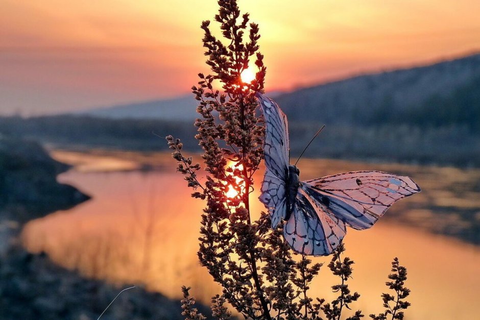 Красивые пейзажи с бабочками
