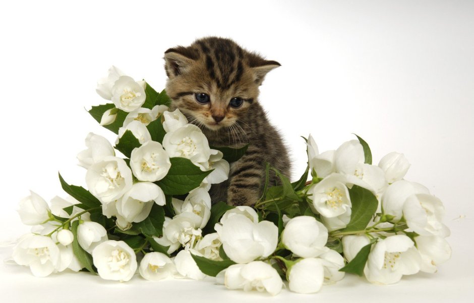 Изящные цветы и котята