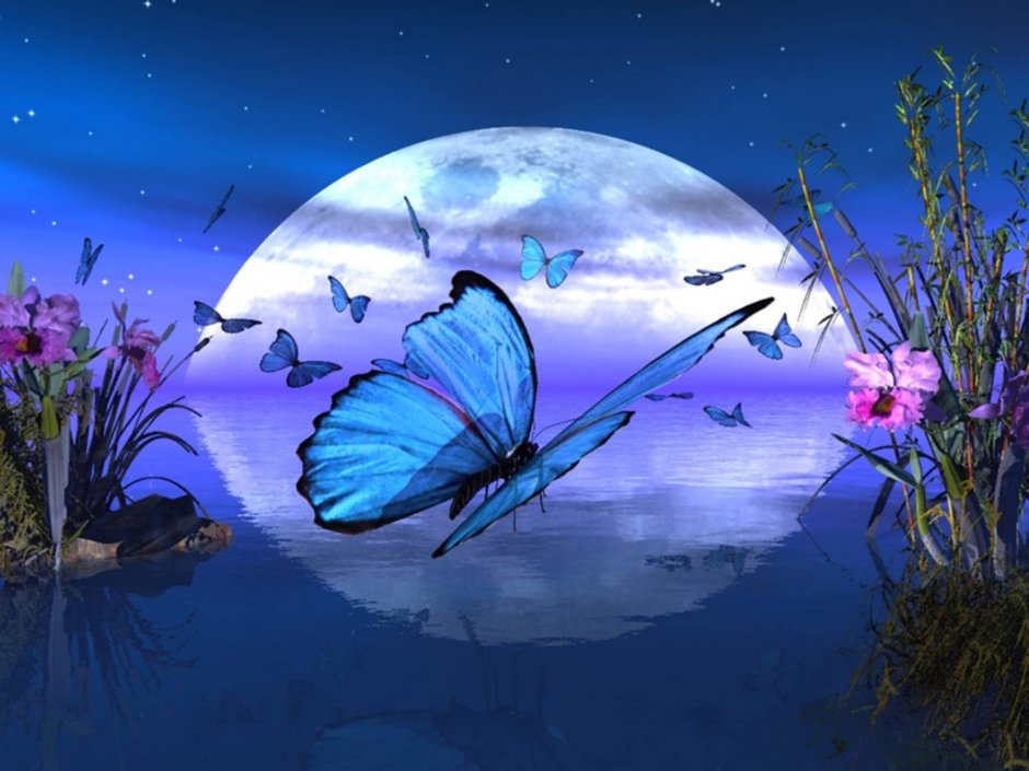 Спокойной ночи бабочки