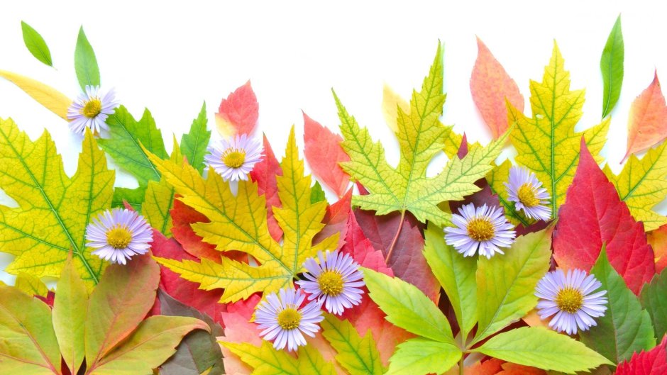Осенние цветы и листья