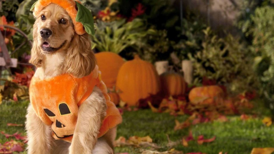 Собака в хелоуинском костюме