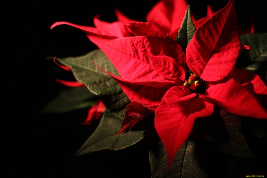 Пуансеттия Рождественский цветок