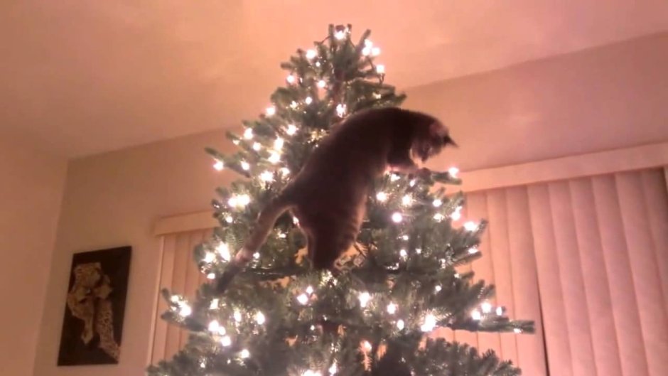 Кот прыгает на елку