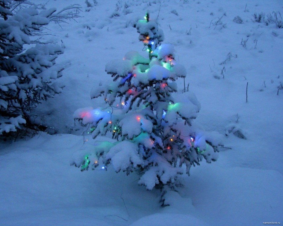 Новогодняя елка в снегу