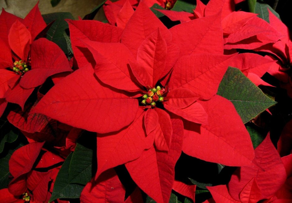 Цветок пуансеттия Рождественская