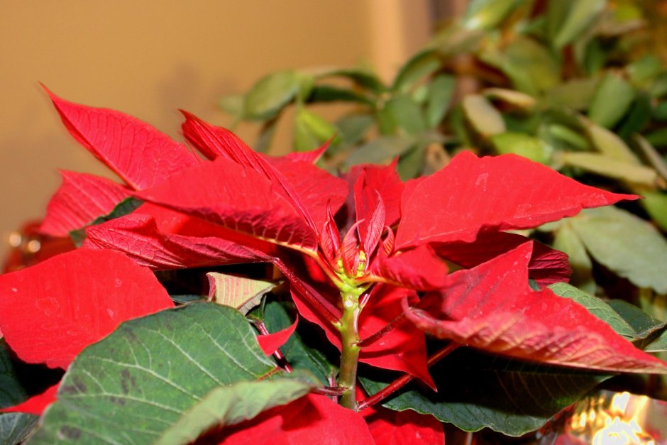 Растение с красными листьями рождественское