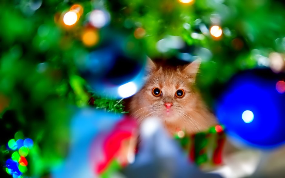Кот на фоне елки