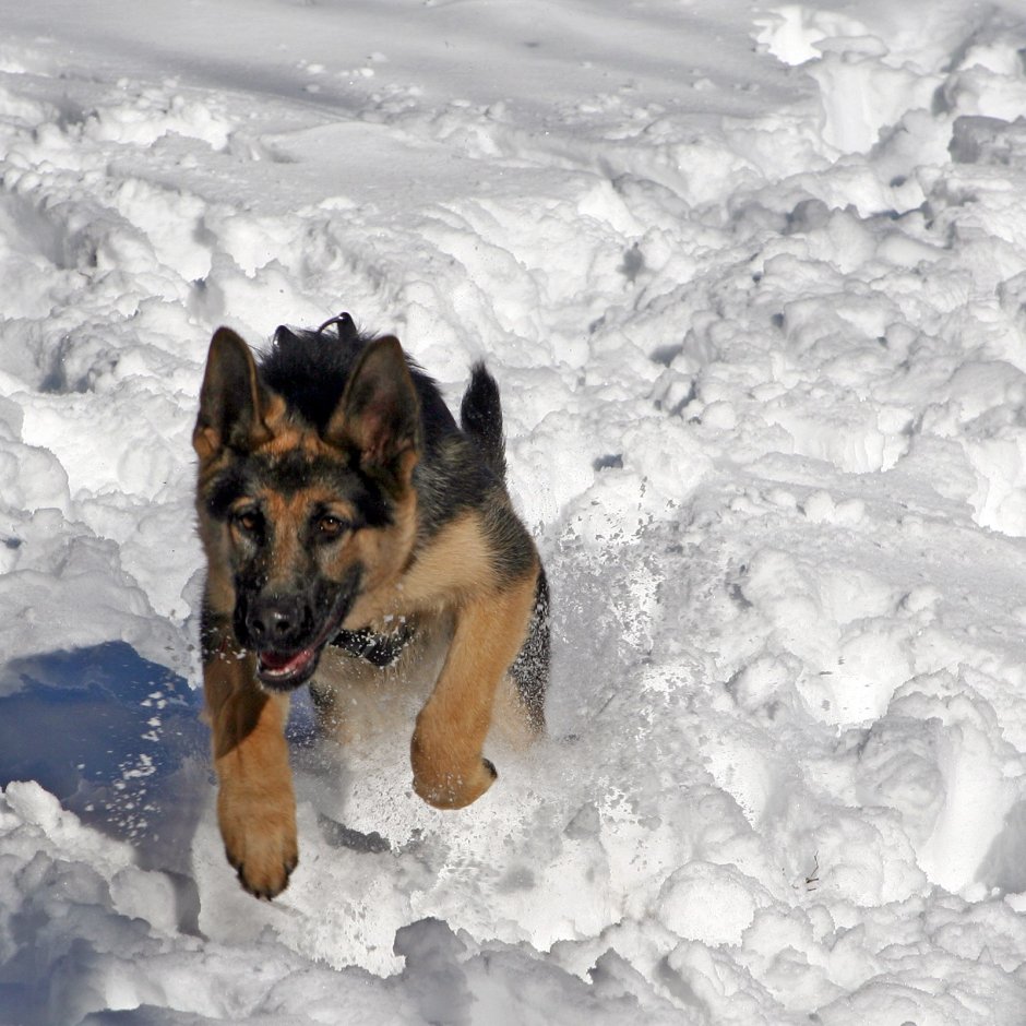 Немецкая овчарка щенок в снегу