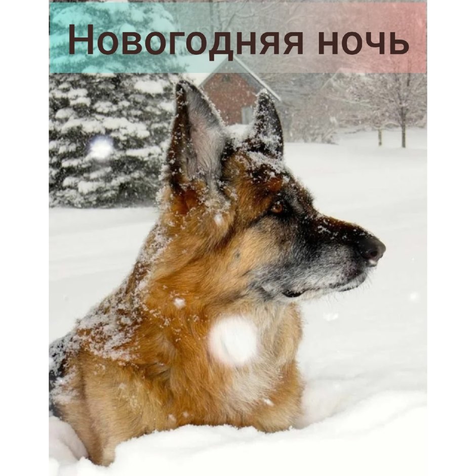 Собака в зимнем лесу