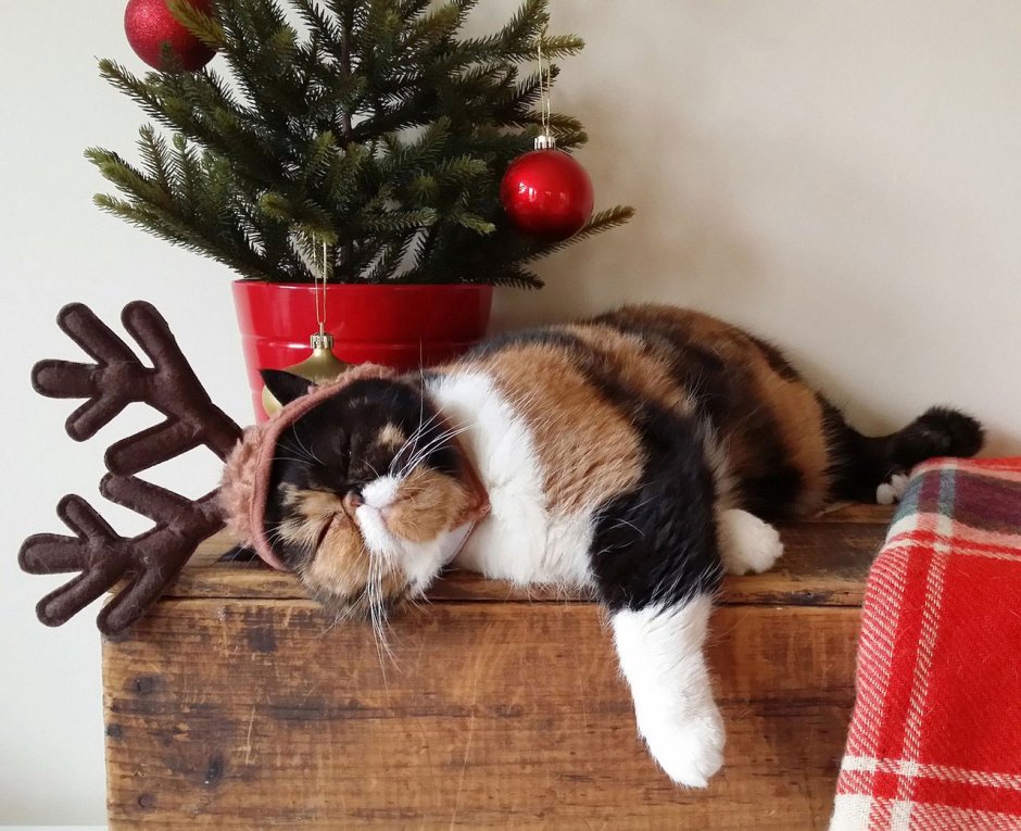 Кот спит под елкой