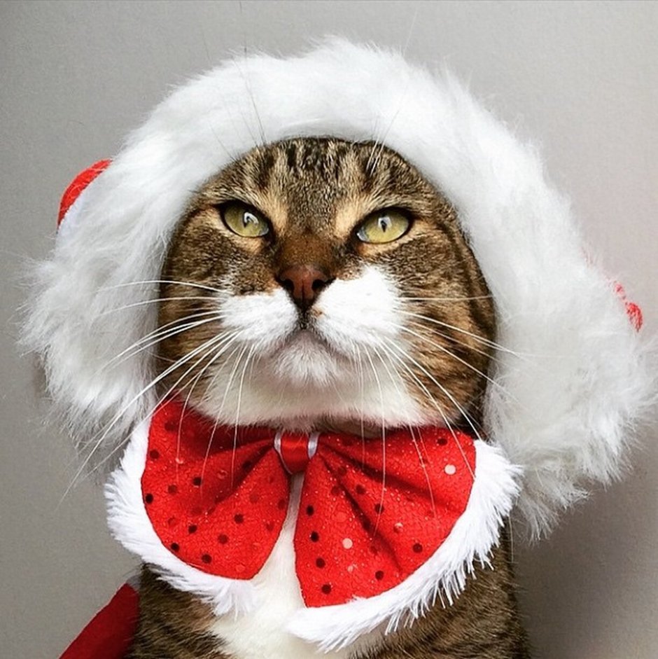 Коты Рождество в костюмах