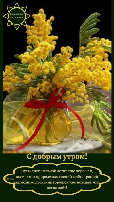 Мимоза цветы натюрморт
