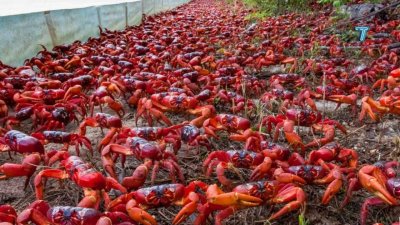 Миграция красных крабов остров Рождества