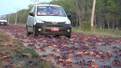 Миграция красных крабов в Австралии